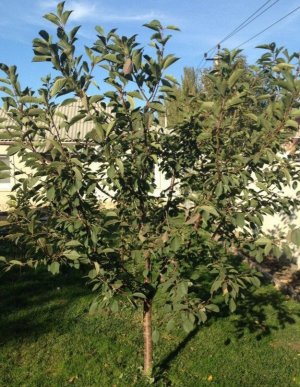 Дерево вишні Морозівка Дерево вишні Морозівка