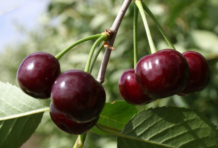 Вишня Морозівка Вишня Морозівка