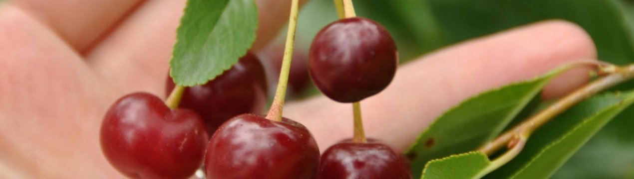 Особливості сорту вишні Кармін Джуел