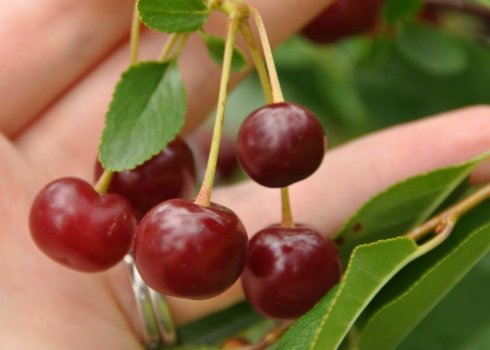 Особливості сорту вишні Кармін Джуел