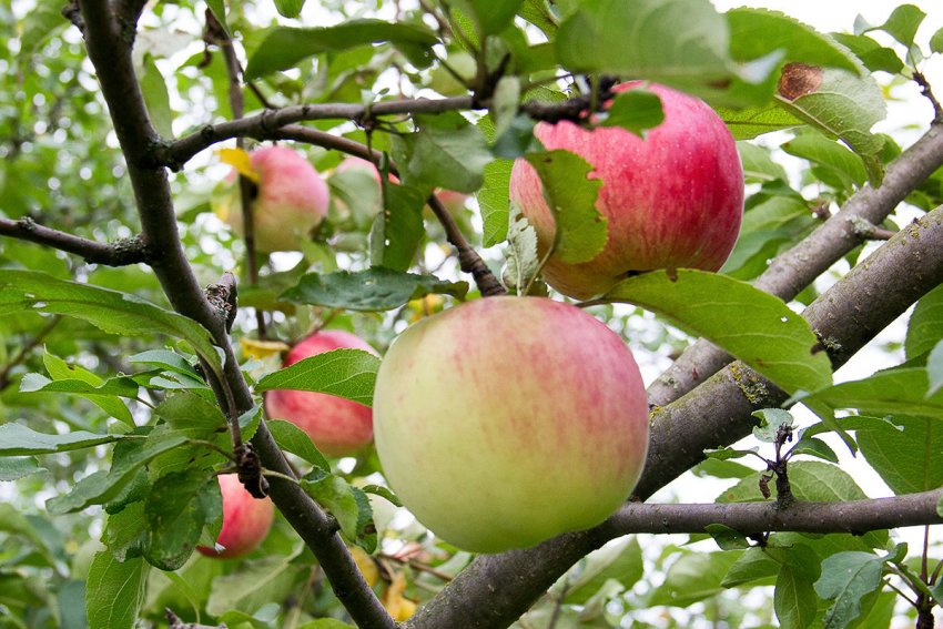 Яблучний Спас Яблучний Спас