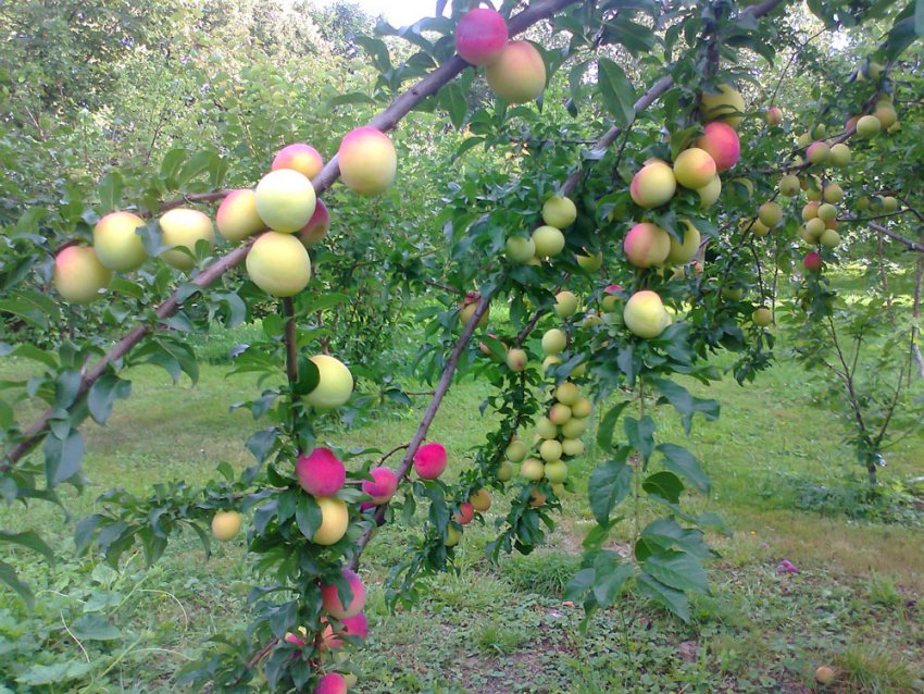 Яблуня Аркадика Яблуня Аркадика