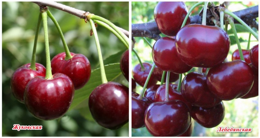 Запилювачі сорту Запилювачі сорту