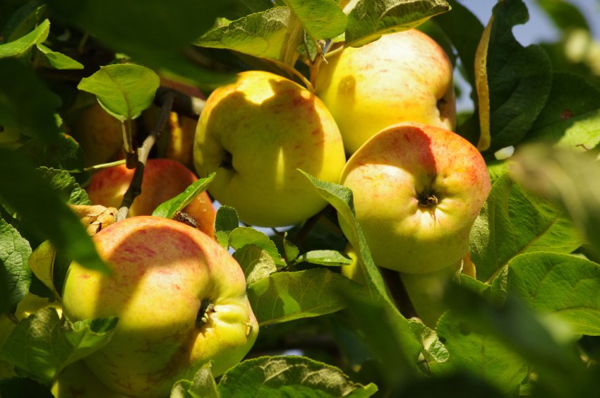Яблуня Осіннє смугасте Яблуня Осіннє смугасте