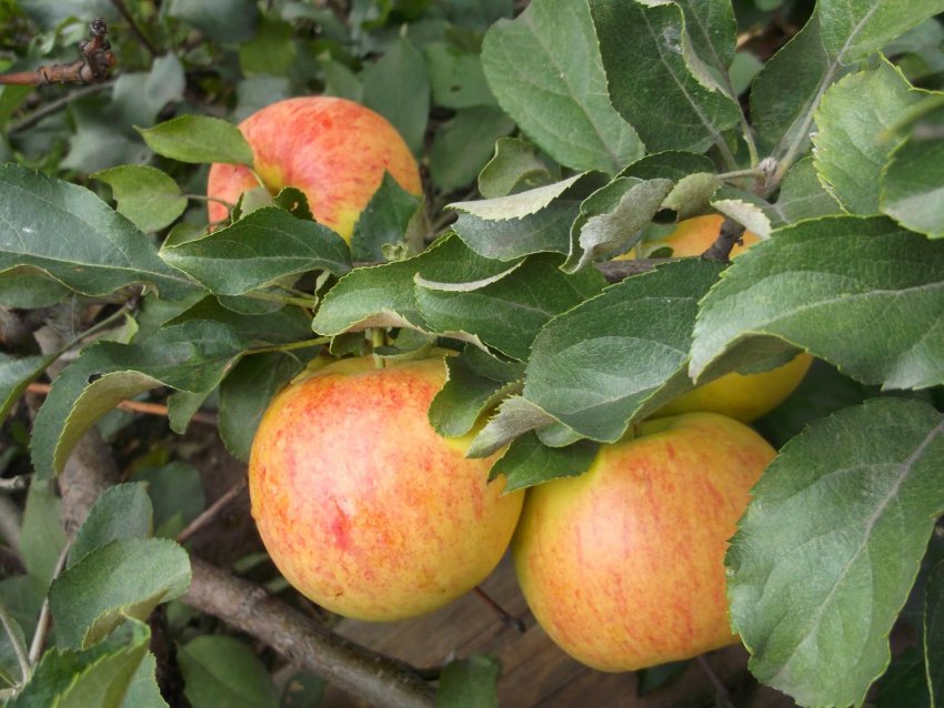 Яблуня Коричневе нове Яблуня Коричневе нове