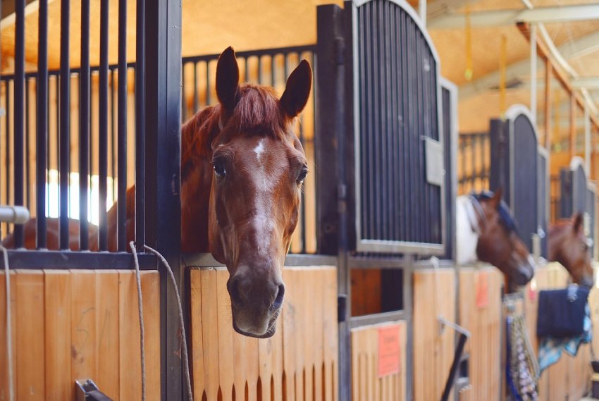 Конюшня Конюшня