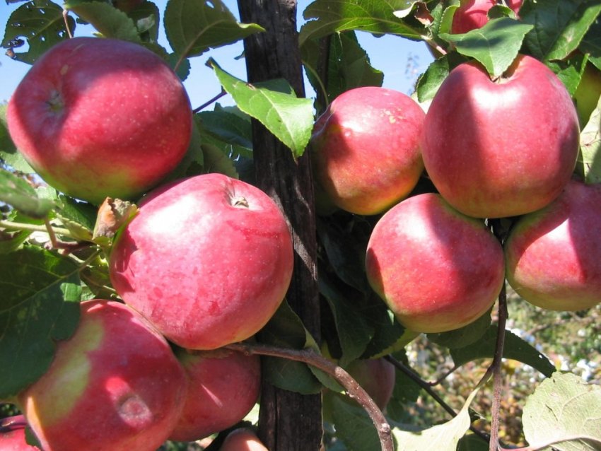 Яблуня Орловська зоря Яблуня Орловська зоря