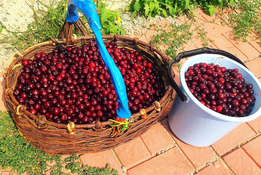 Збір врожаю вишні Збір врожаю вишні