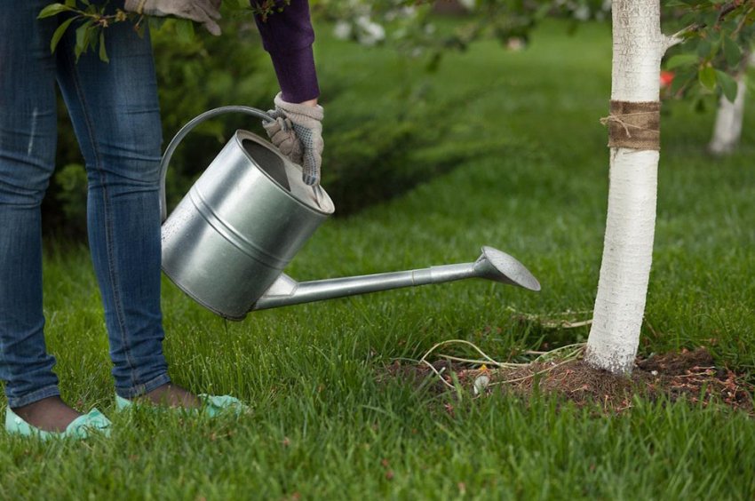 Полив вишні Полив вишні