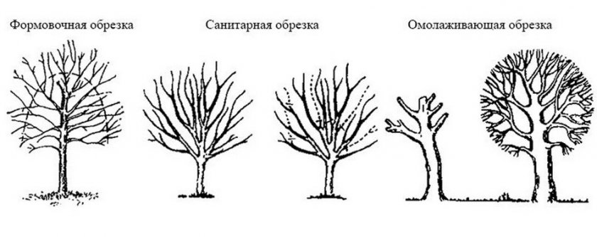 Обрезка вишни Обрезка вишни