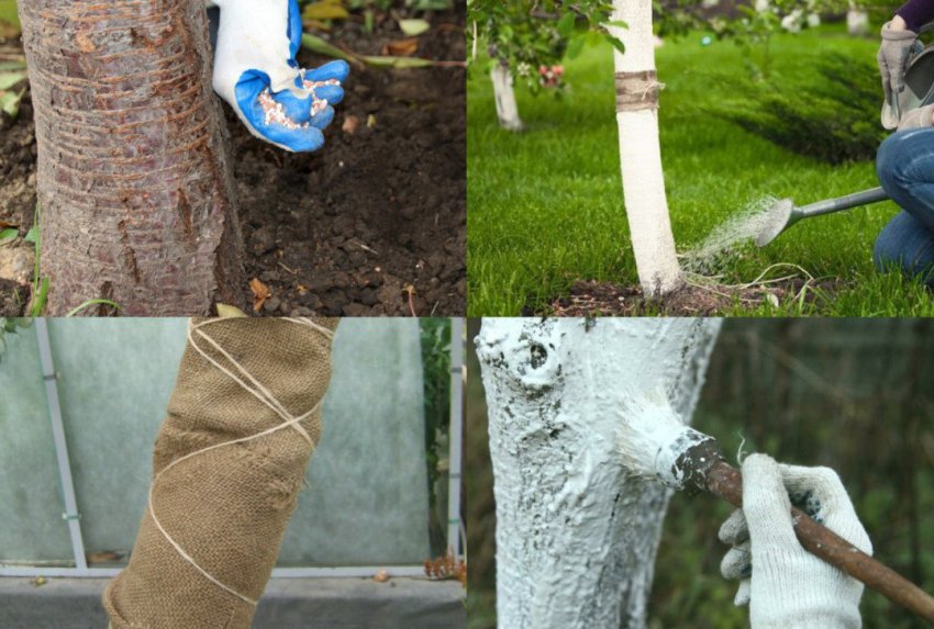 Підготовка вишні до зими Підготовка вишні до зими