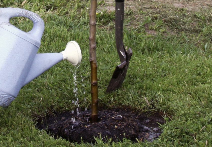 Полив яблуні Полив яблуні