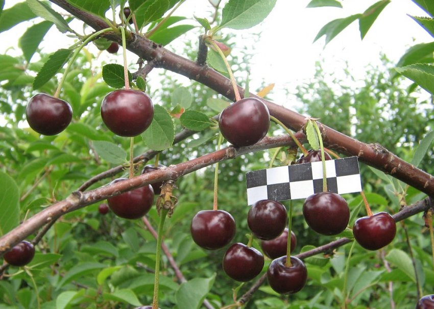 Вишня Морозівка Вишня Морозівка