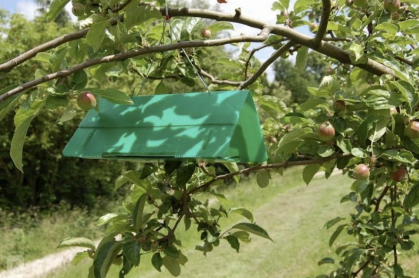 Пастка з феромонами на яблуні Пастка з феромонами на яблуні