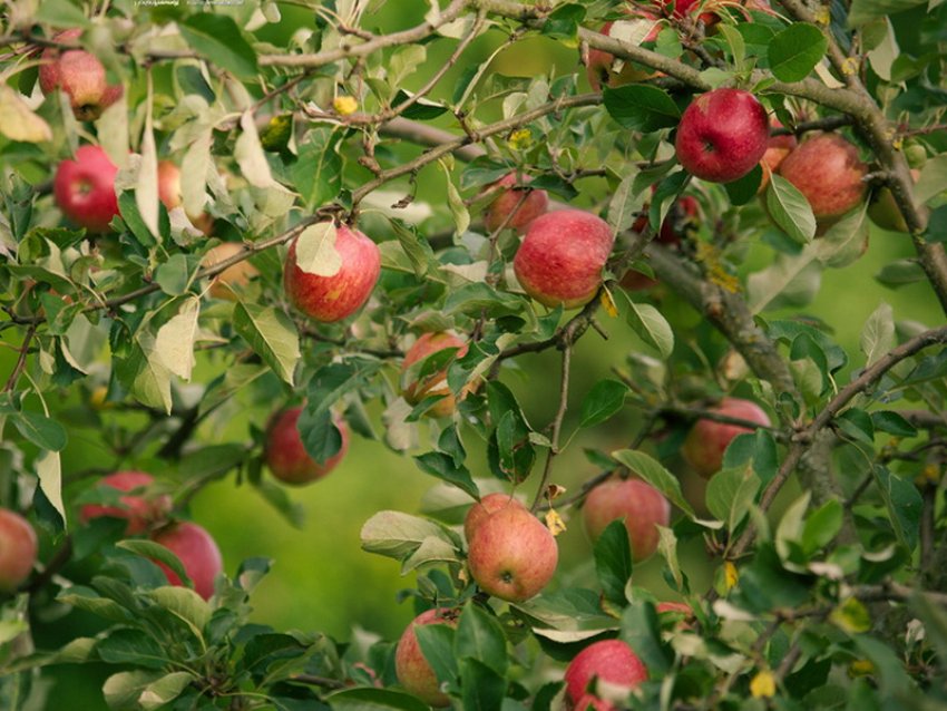 Яблуні для Московської області Яблуні для Московської області