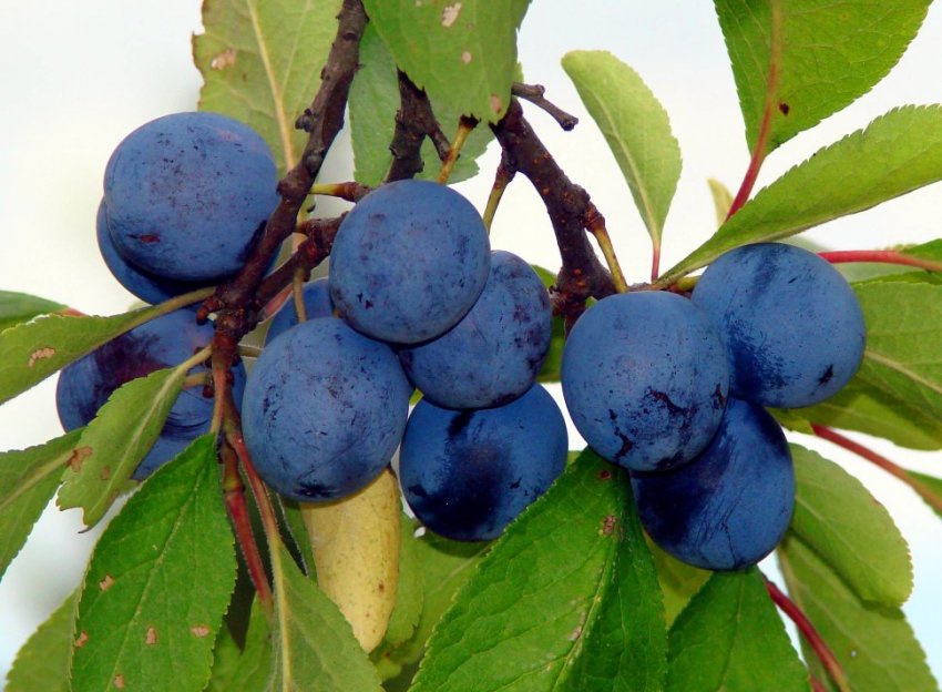 Врожай сливи Синій дар