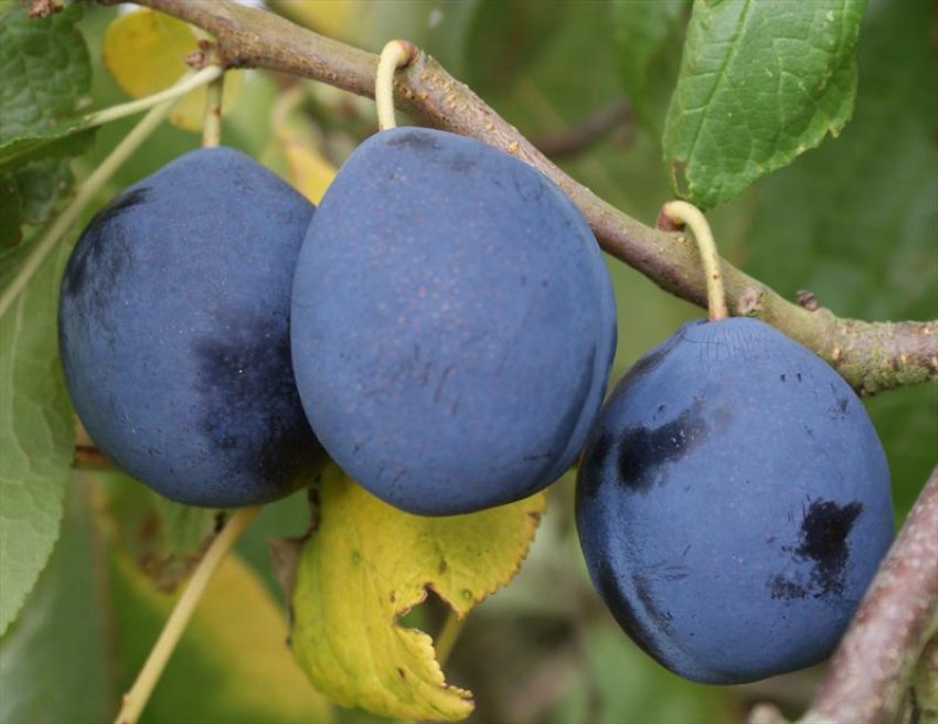 Плоди сливи Синій дар