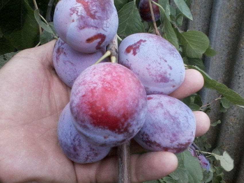 сливи сорту Синій дар