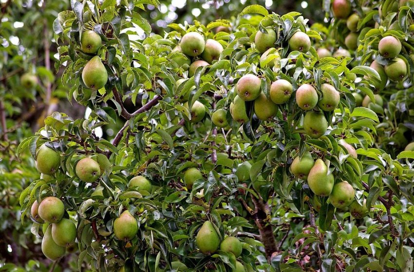 Груша Пам[1]ять Жегалова соковиті та солодкі плоди