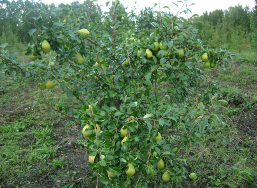 Дерево груші Пам[1]ять Жегалова самобезплідна, однак сорт має масу достоїнств