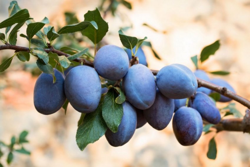 Зливу Синій дар