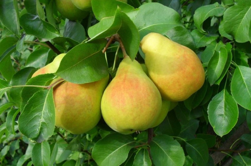 Плоди груші Пам'ять Жегалова Плоди груші Пам'ять Жегалова