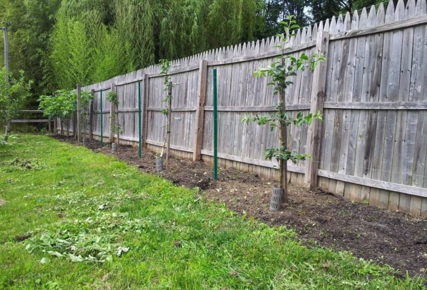 Вибір місця під посадку груші Вибір місця під посадку груші