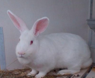 Кролик породи білий паннон: опис, розведення та догляд