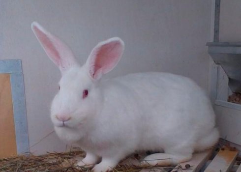 Кролик породи білий паннон: опис, розведення та догляд