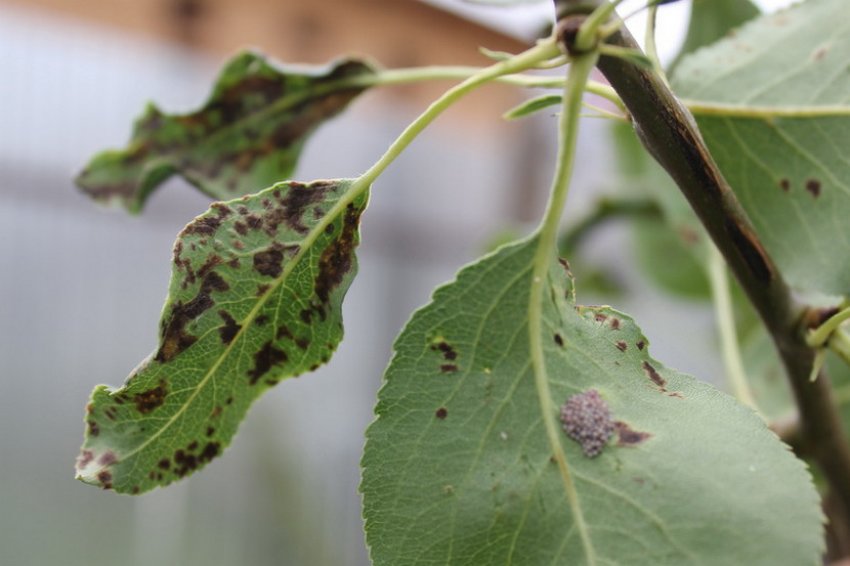 Плямистість на груші Плямистість на груші