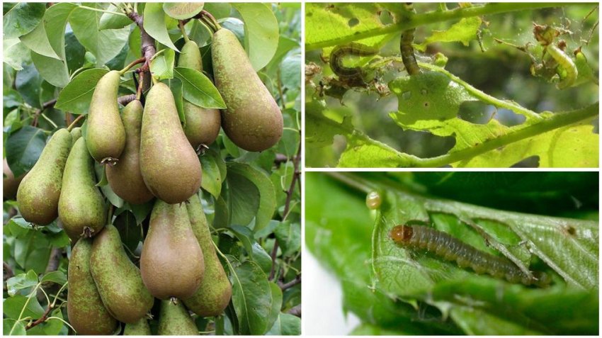 Листовійка на груші Листовійка на груші