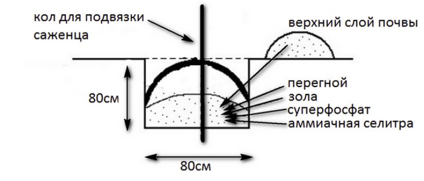 Підготовка посадкової ями