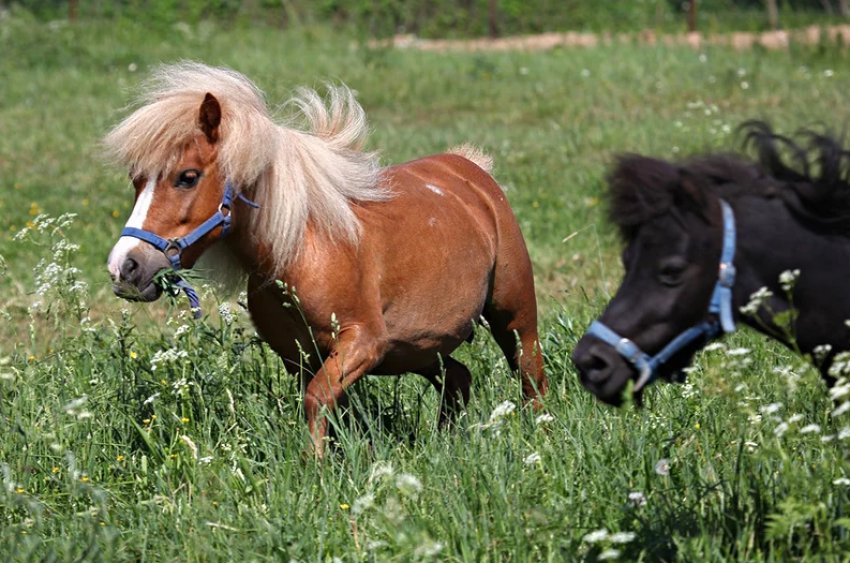 Годы жизни лошади. Мини лошадки. Домашняя лошадь маленькая. Пони домашняя лошадь. Лошадки маленькие живые.