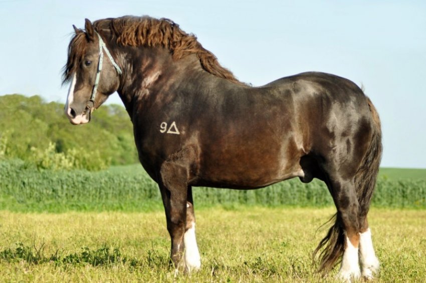 Ваговозна порода коня Ваговозна порода коня
