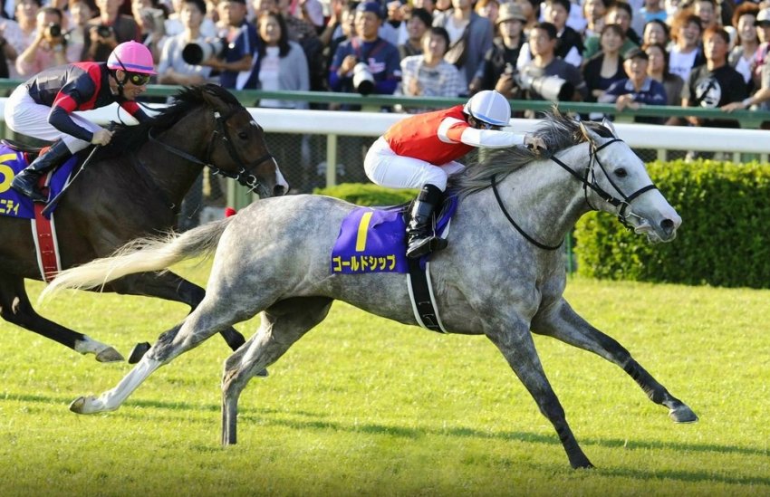 Спортивні скакові коні Спортивні скакові коні