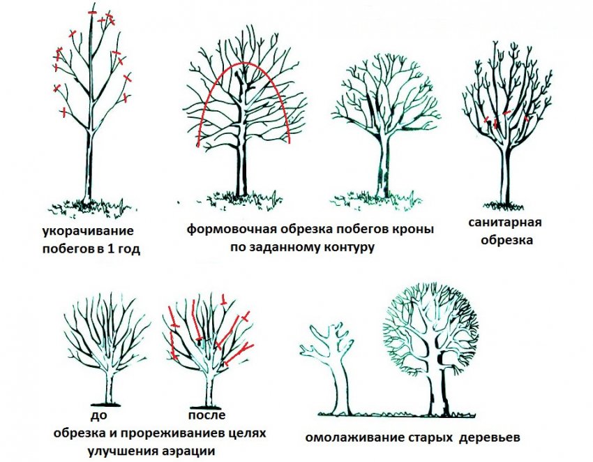 Обрізка вишні Обрізка вишні