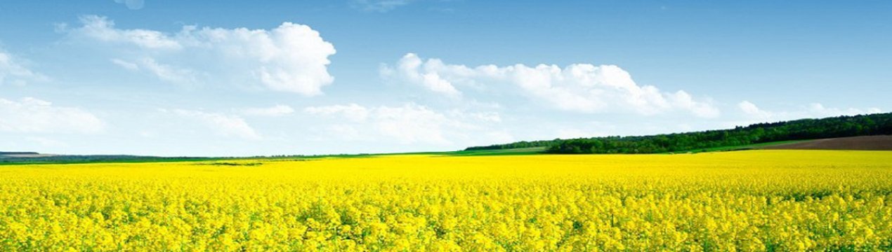 В Індії прогнозується ріст валового збору ріпаку