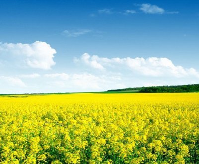 В Індії прогнозується ріст валового збору ріпаку
