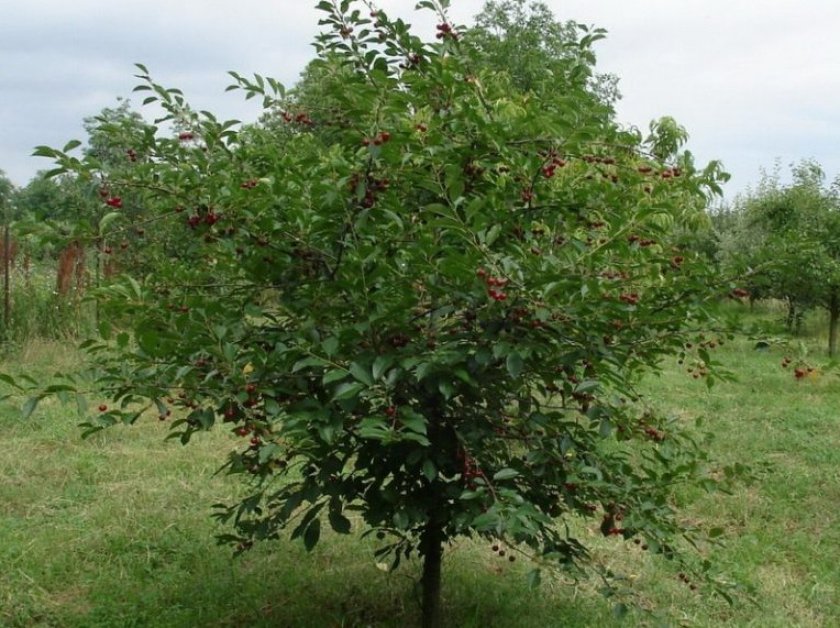 Дерево вишни сорта Шоколадница