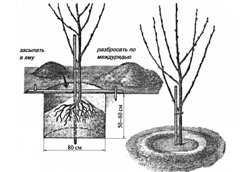Схема высадки саженца вишни в грунт
