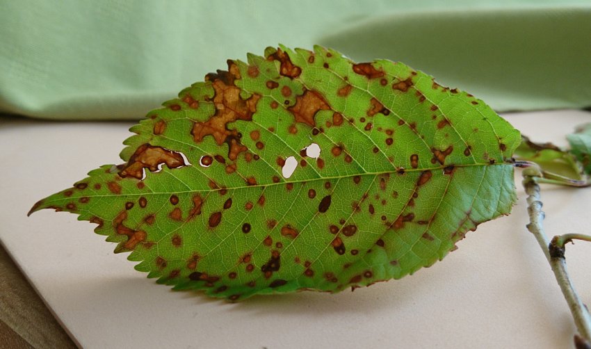 Клястероспоріоз вишні