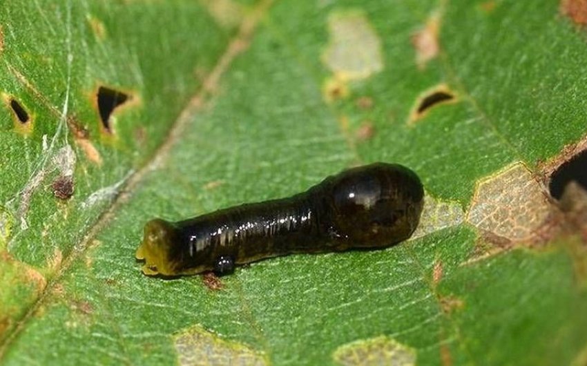 Вишневий пильщик