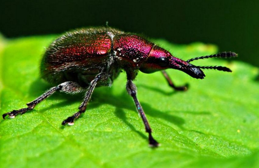 Довгоносик