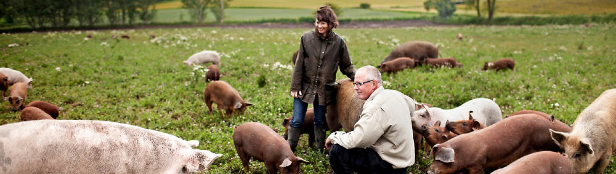 Рівень освітленості впливає на запліднення свиней