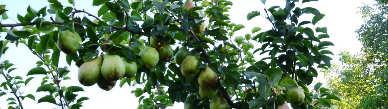 Особливості сорту груші «Кюре»