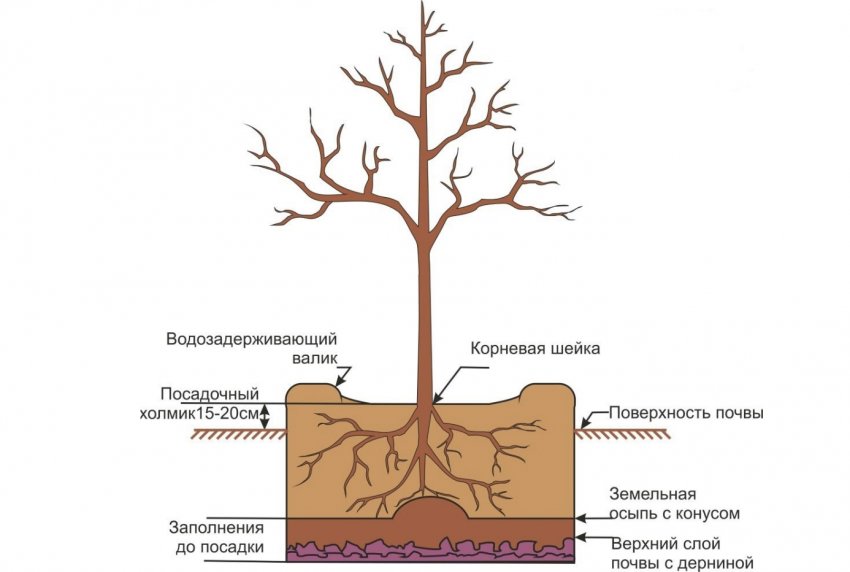 Схема посадки груші Схема посадки груші