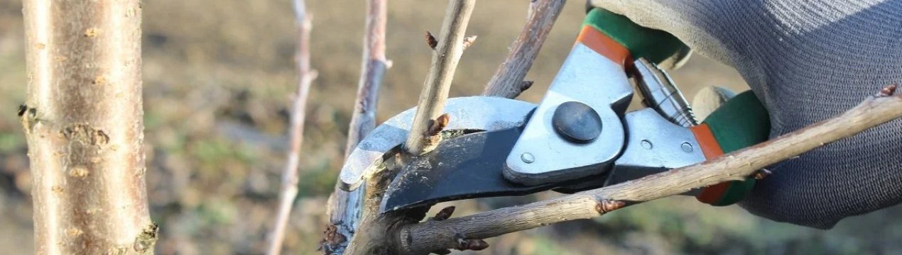 Коли і як потрібно обрізати грушу