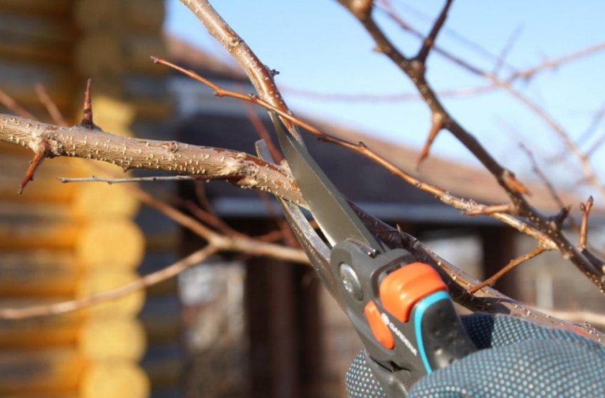 Обрізання груші