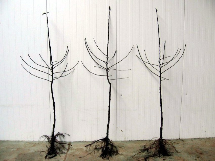 Саджанці яблуні