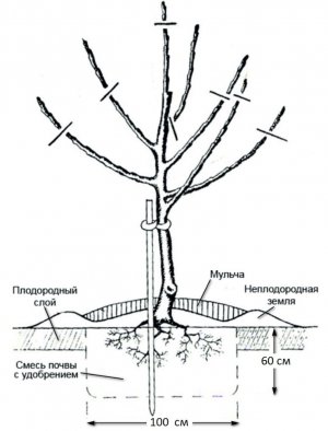 Схема посадки яблуні
